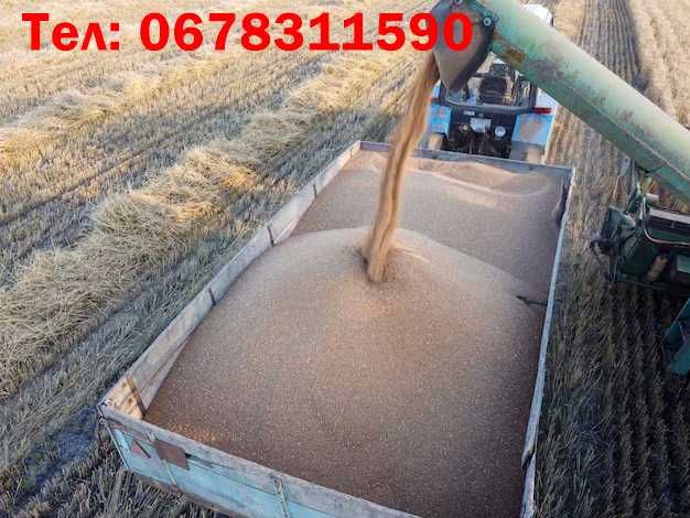 Продам пшеницю фураж
