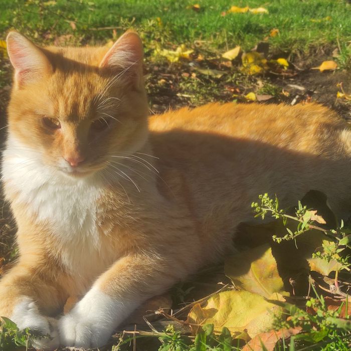 Віддам Котики 2 хлопчика рижика