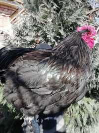 Джерсійський гігант чорний(Джерсийский гигант)Інкубаційне яйце,курчата