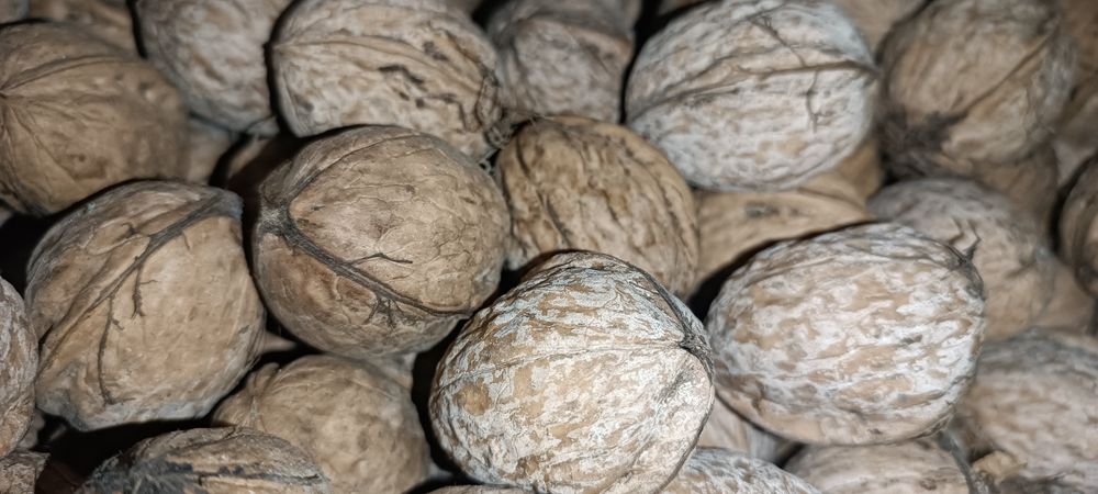 Горіх грецький. Врожай 2025 року. Чищений, сухий від 5 кг.