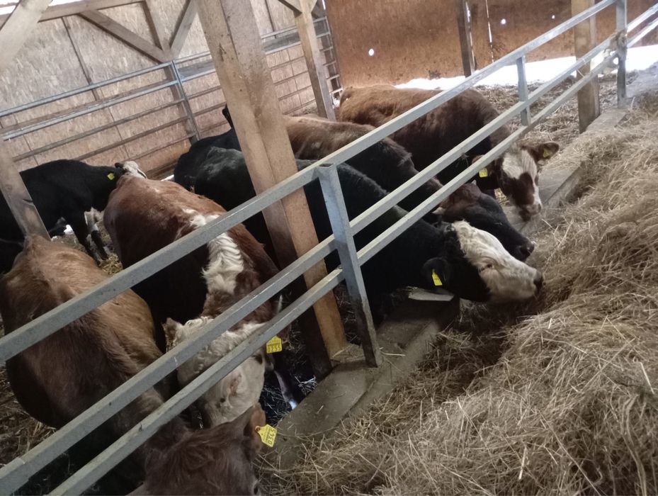 Sprzedam byki miesne