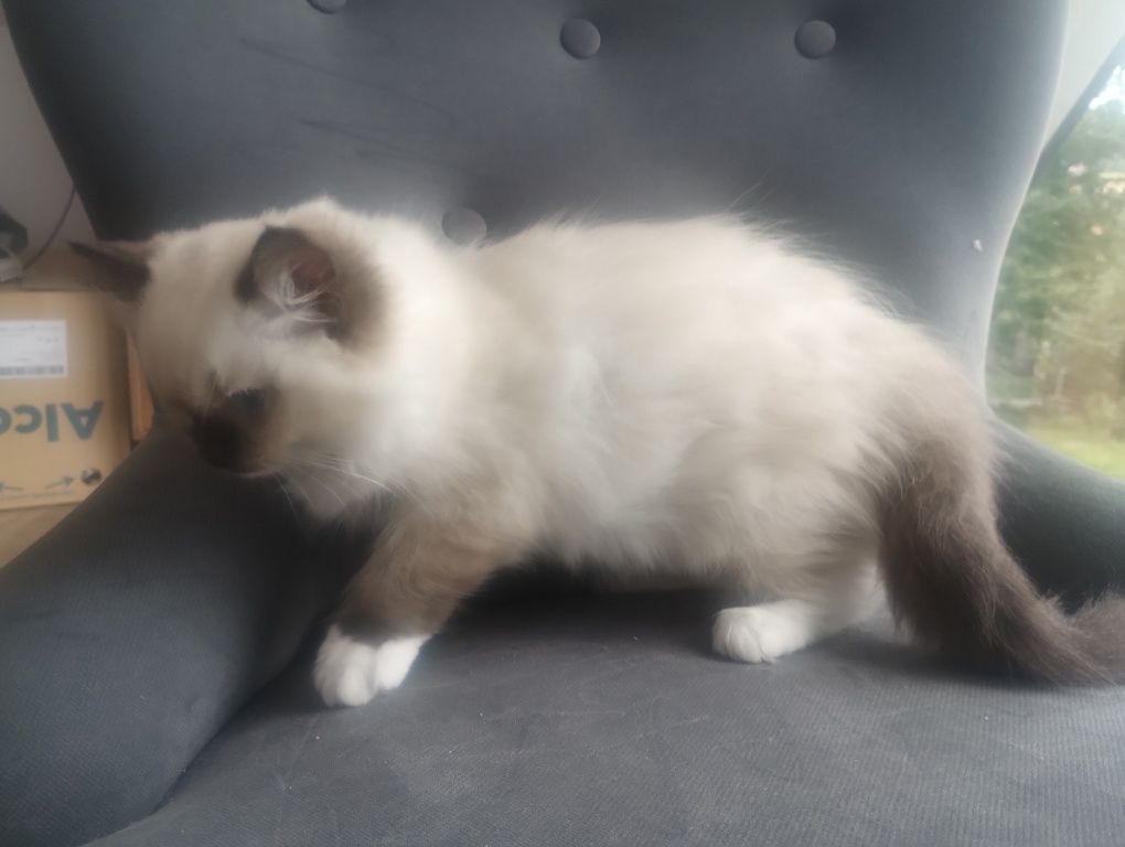 Piękna Kotka RAGDOLL
