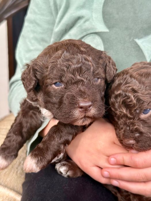 Lagotto romagnolo ZKwP/FCI - piękna czekoladowa suczka
