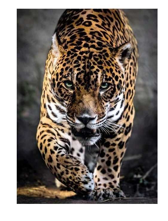 Clementoni 39326 Puzzle 1000 WALK of the JAGUAR