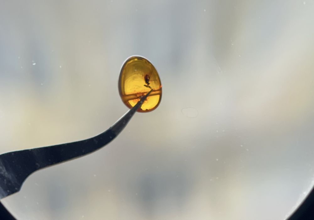 Натуральный янтарь с инклюзами (3 фрагмента).