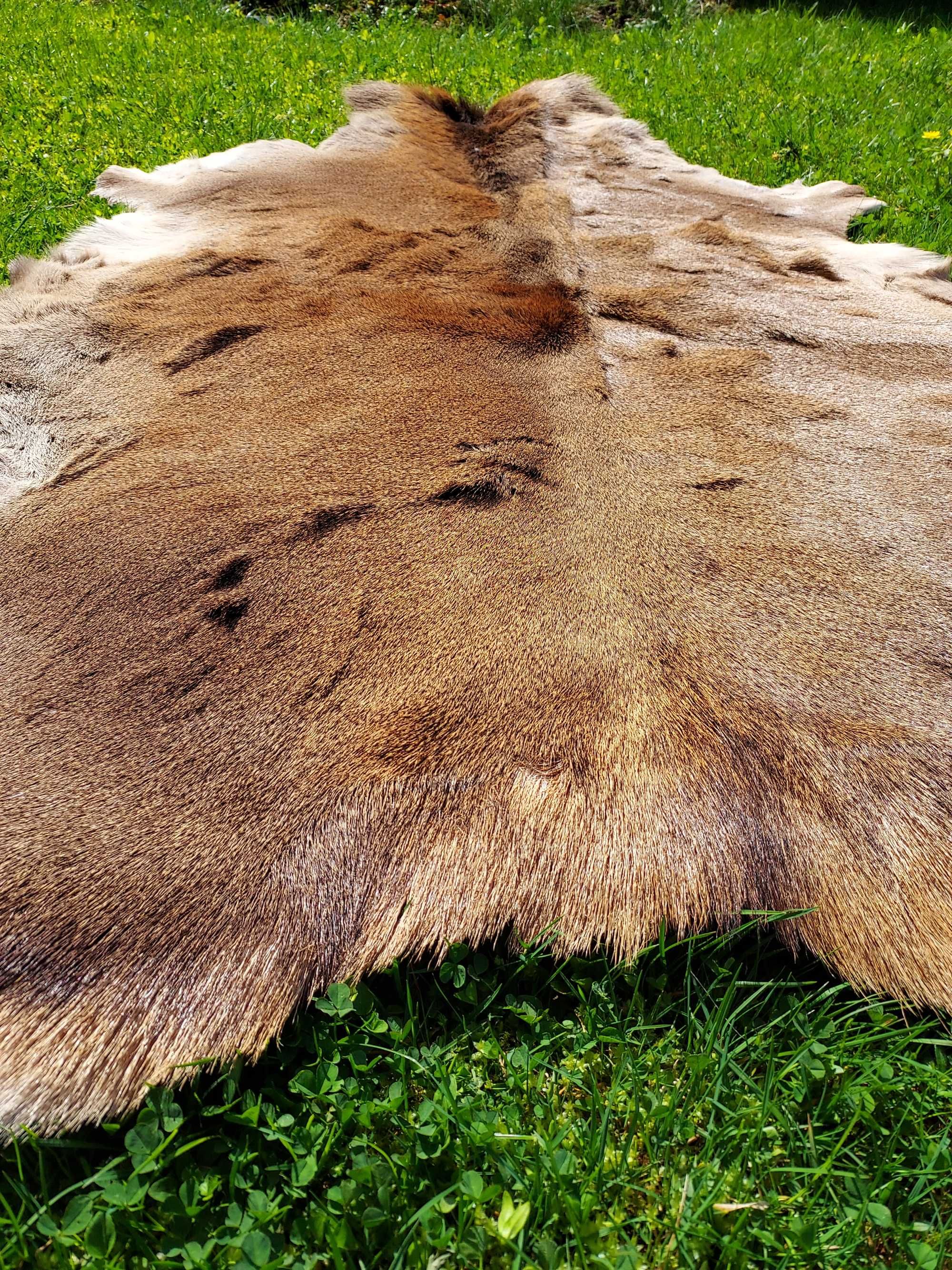 Skóra Dekoracyjna z Jelenia Naturalna Skóra Jeleń XXL