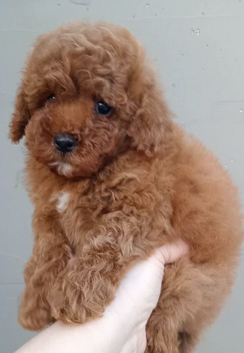 Незрівнянні красунечки