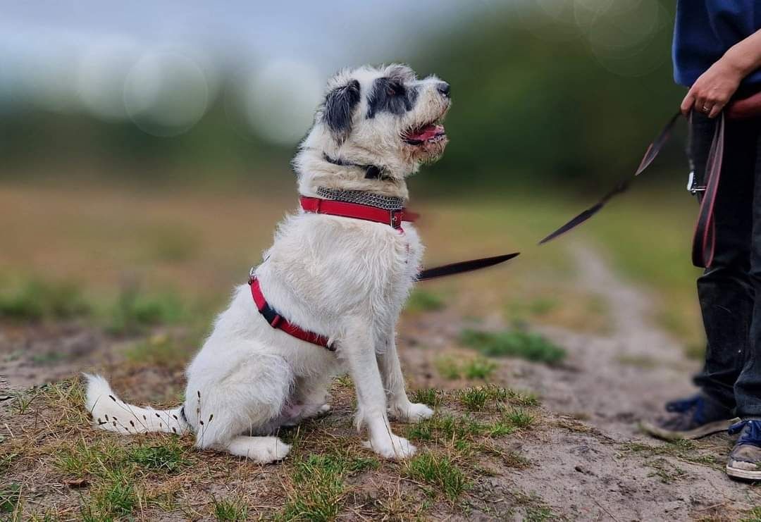 Terrier Reks szuka domu