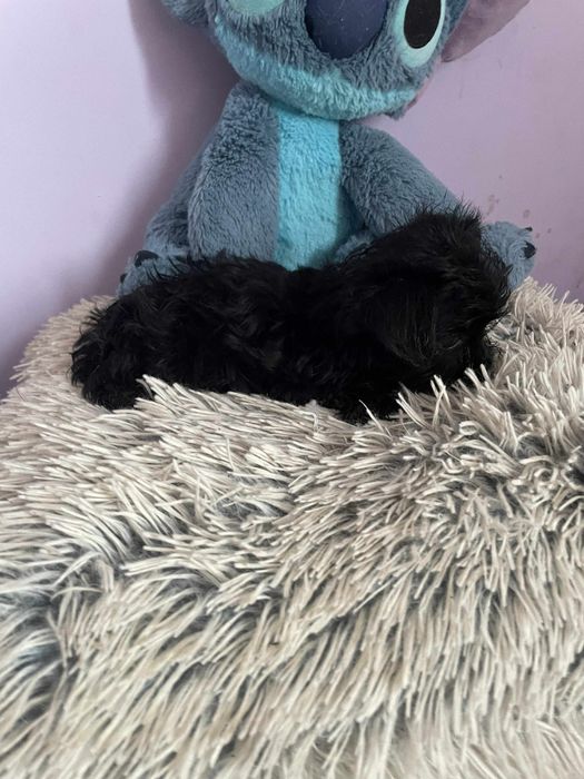 Sunia Black czarna york Yorkshire terrier