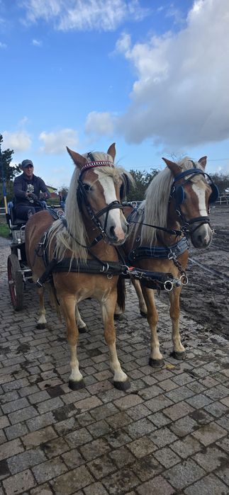 Klacz Haflinger Natka 3 lata