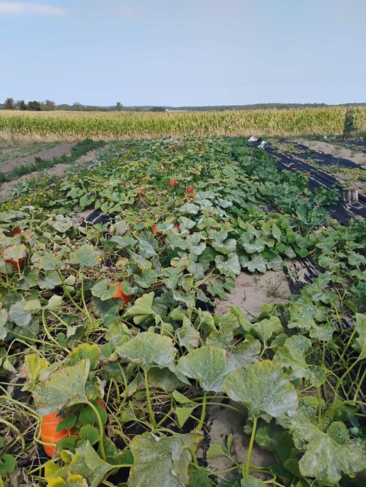 Dynie szeroki wybór odmian i typów kulinarnych