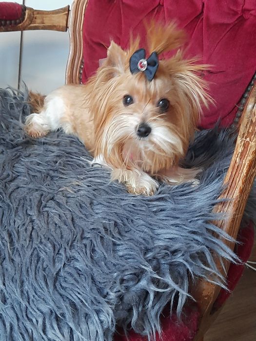 Suczka Rudi  golddust yorkshire terrier  miniaturka paszport