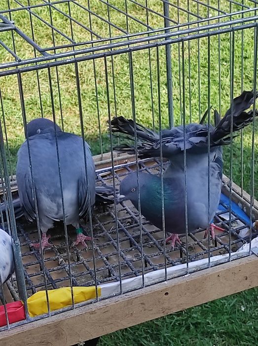 Pawiki różne kolory