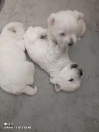 West highland white terrier - sliczny szczeniaczek