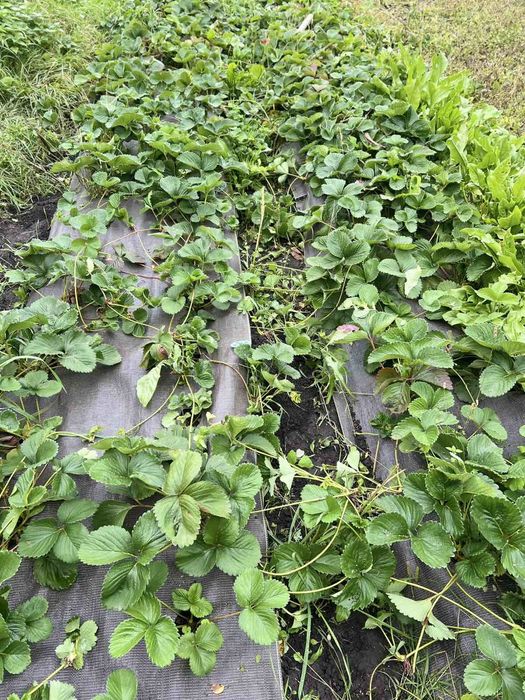 Продам саджанці полуниці Румба (вуса) від 30 шт