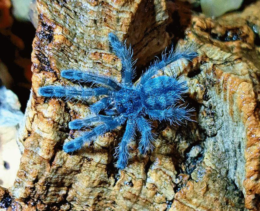 Caribena versicolor L4/L5 - zestaw dla początkujących