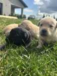 Pieski po labradorze