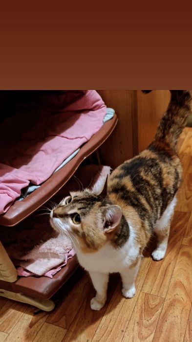 Отдам кошку трехцветку, стерилизована