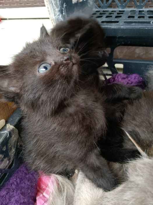 Відам кошенят в добрі руки