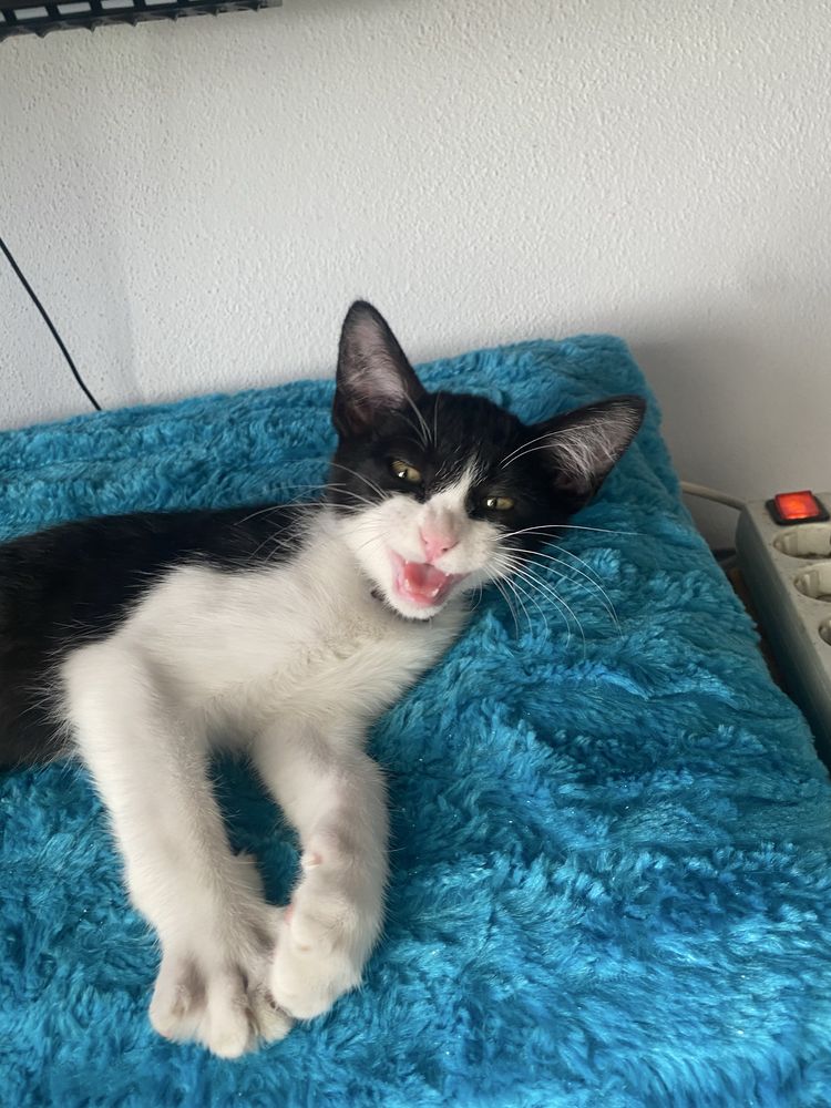 Gato bebé para adoção