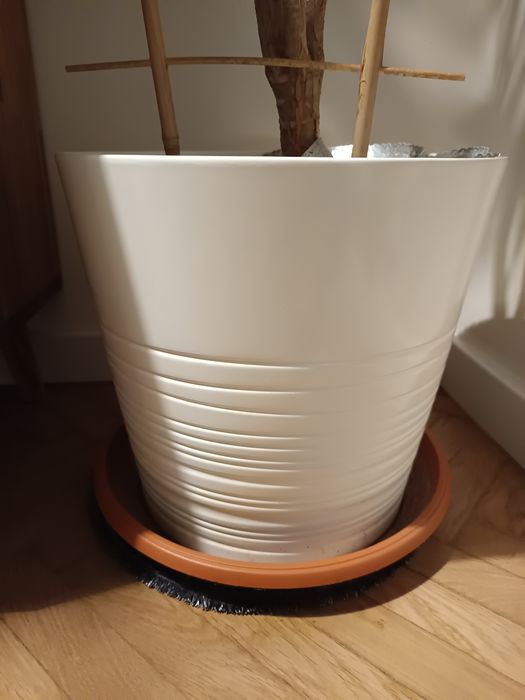 Duża dracena obrzeżona