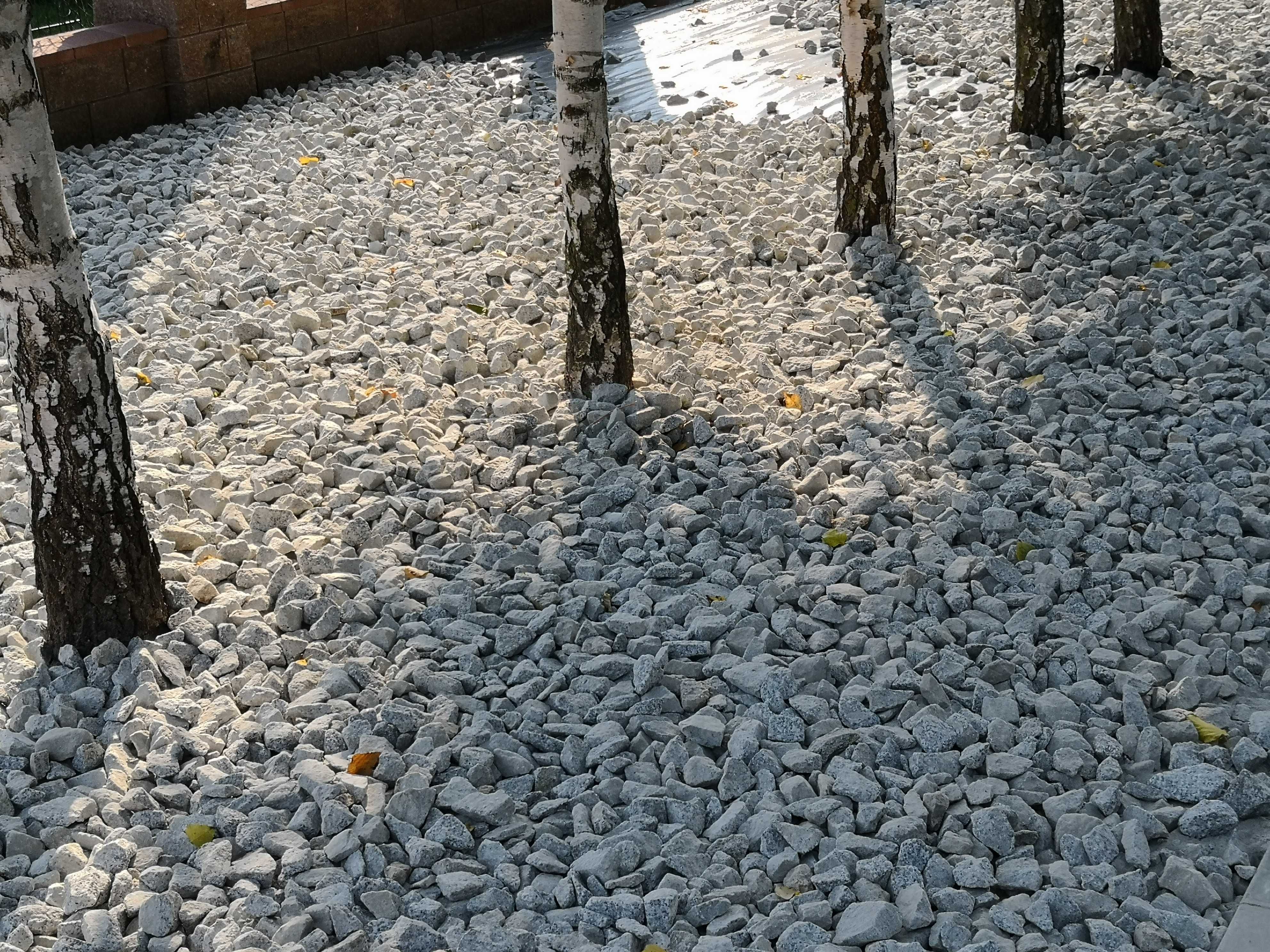 Grys Granitowy, Grys Dalmatyńczyk
