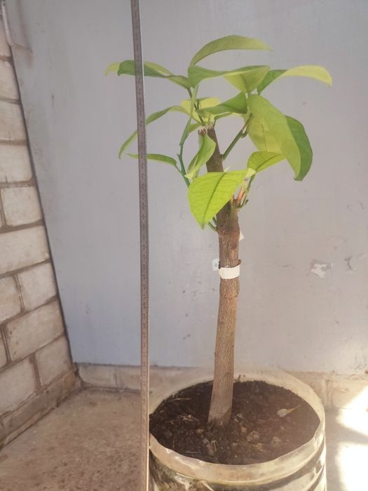 Продам саженец Клементина Нова.