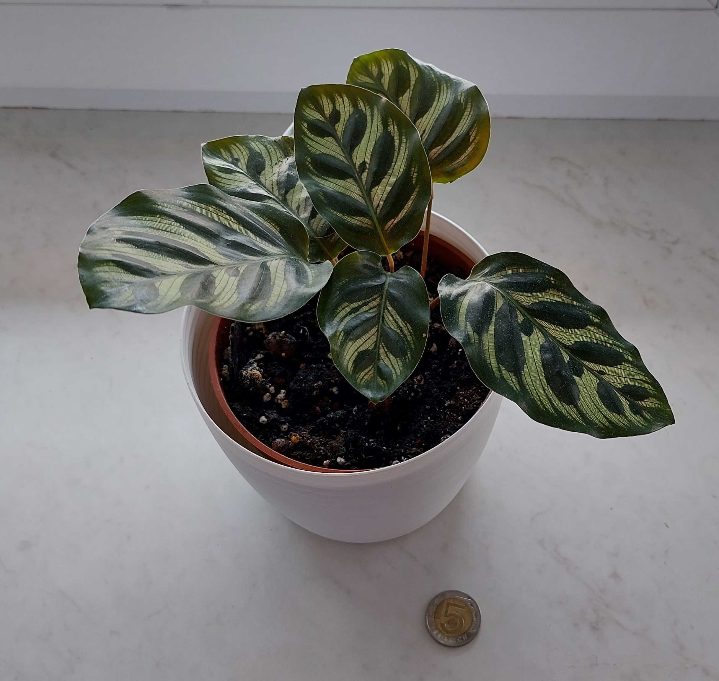 CALATHEA MAKOYANA, Kalatea Makoyana - roślina modląca