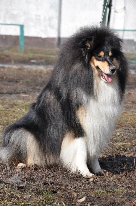 Щенки колли