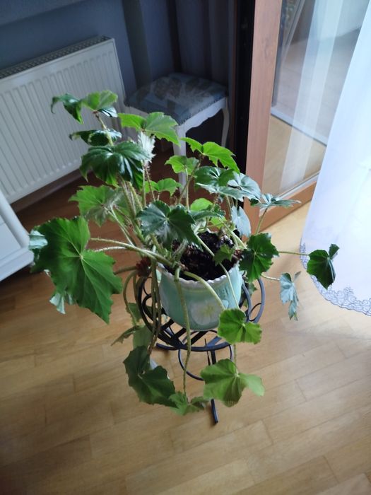 Продам 6  стула.