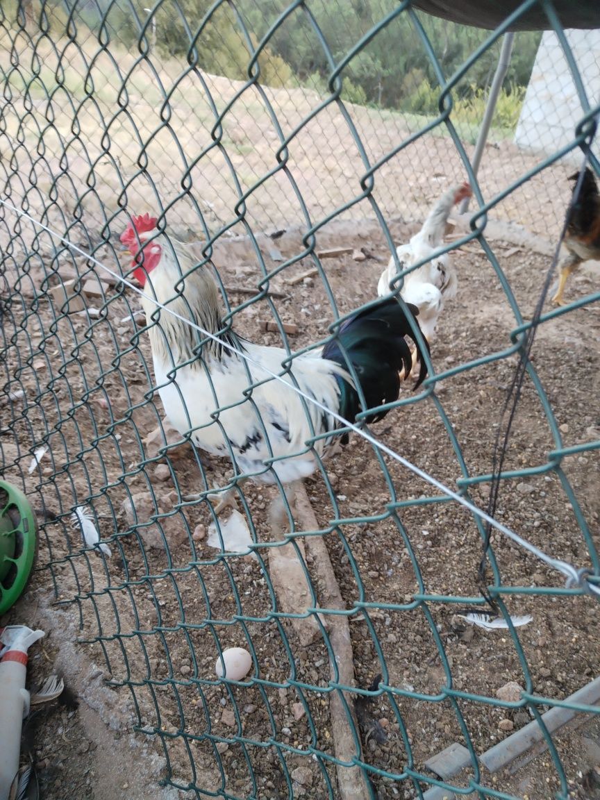 3 galos prontos para comer