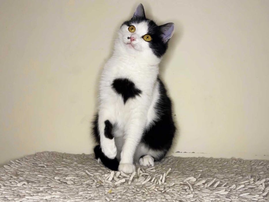 Красуня кішечка Брошка (4,5 місяці) дуже чекає на люблчу родину!