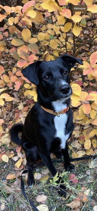 Отдам в любящую семью