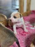 Efektowny Samiec American Staffordshire Terrier Amstaff ZKwP FCI