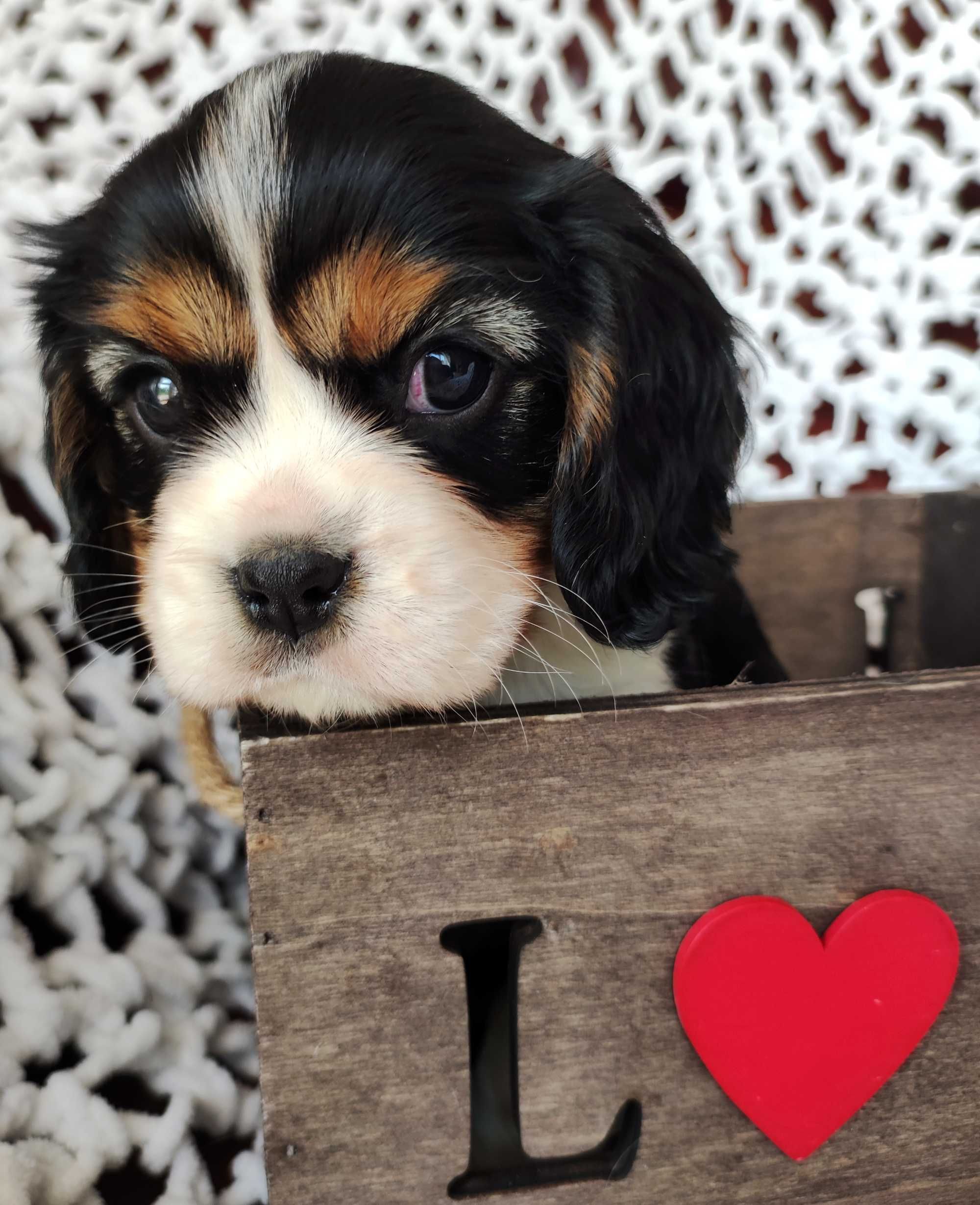 Piesek - Cavalier King Charles Spaniel