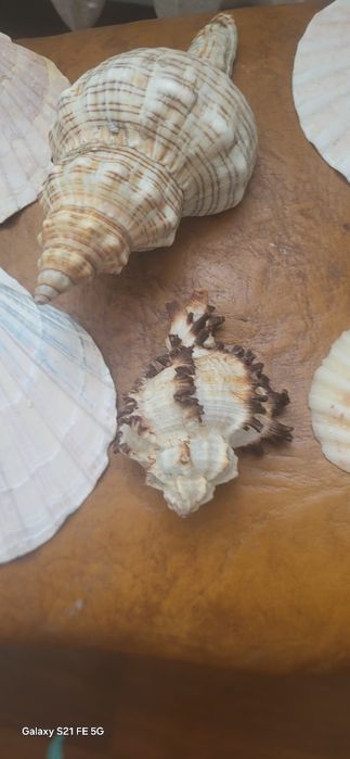 Akwarystyczne Muszle dekoracyjne 9 sztuk