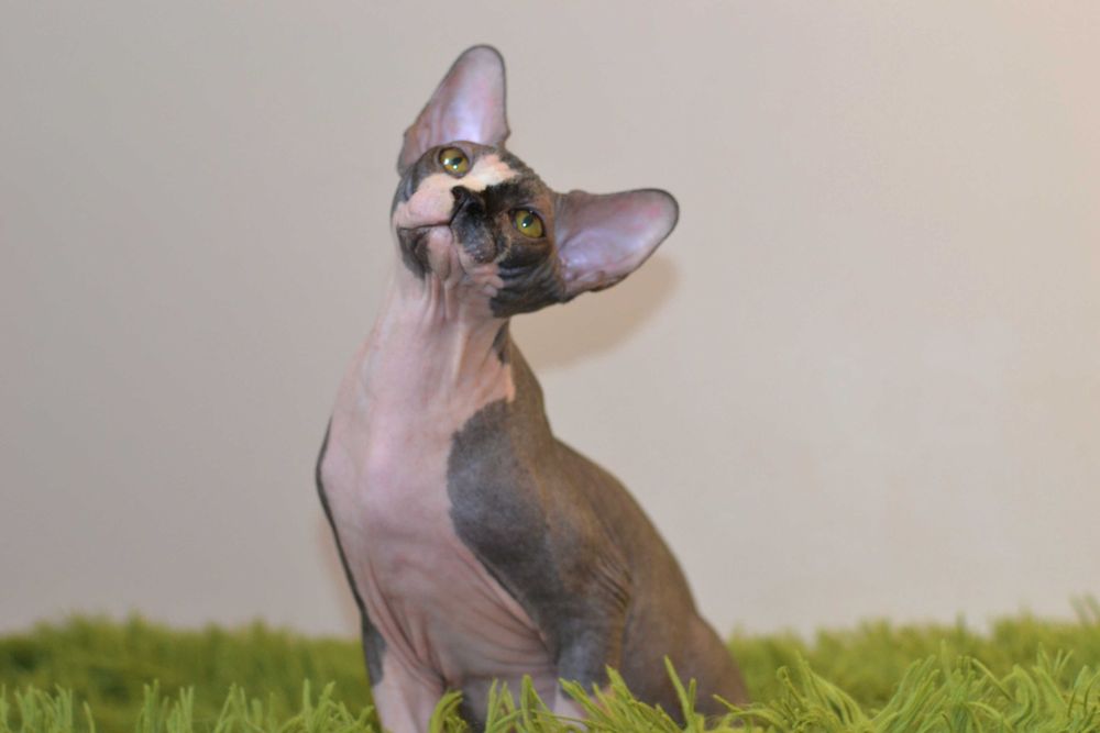 Канадський сфінкс,  хлопчик