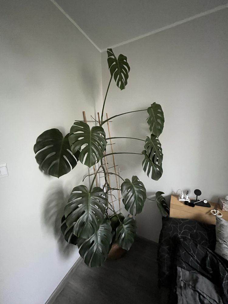 Monstera dziurawa duża
