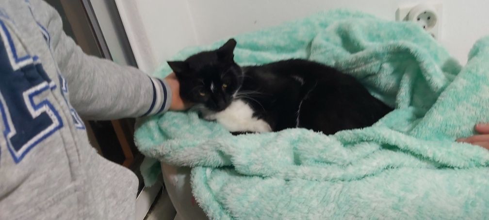 Gatinha esterilizada para adoção