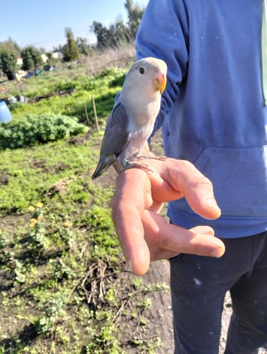 Agapórnis domesticados