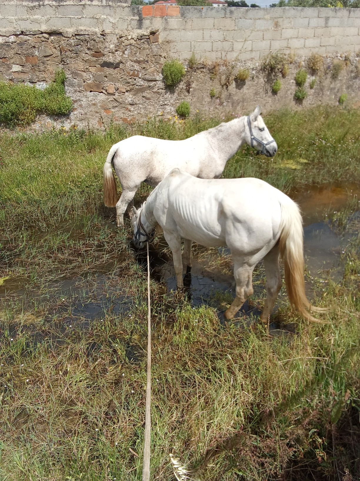 Vendo o cavalo vendo égua está muito a montada está para venda