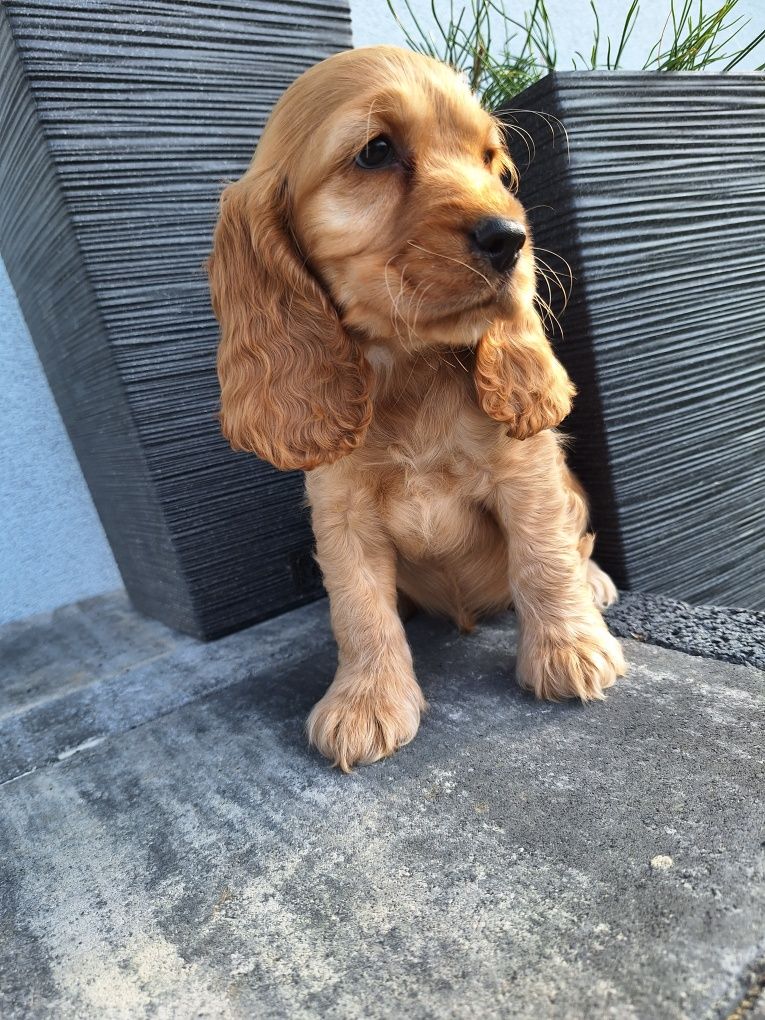 Cocker spaniel pies 8 tygodni
