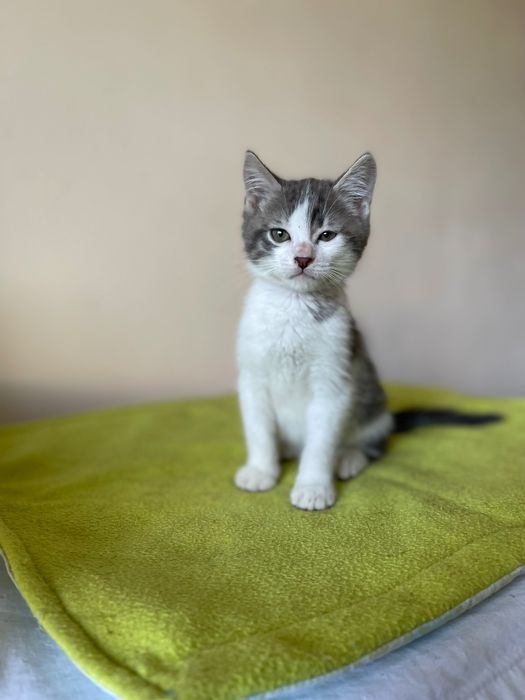 Котята котики отдам  котенок мальчик