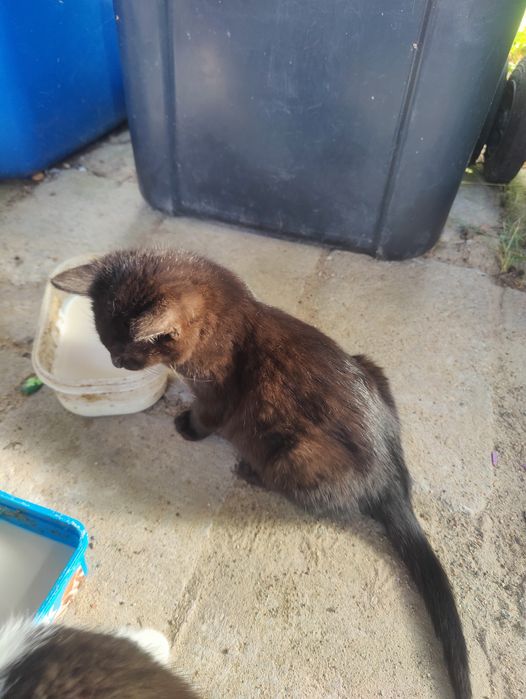 Koty oddam w dobre ręce!!!