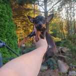 Pinczer miniaturowy Ratlerek sarenka chip paszport