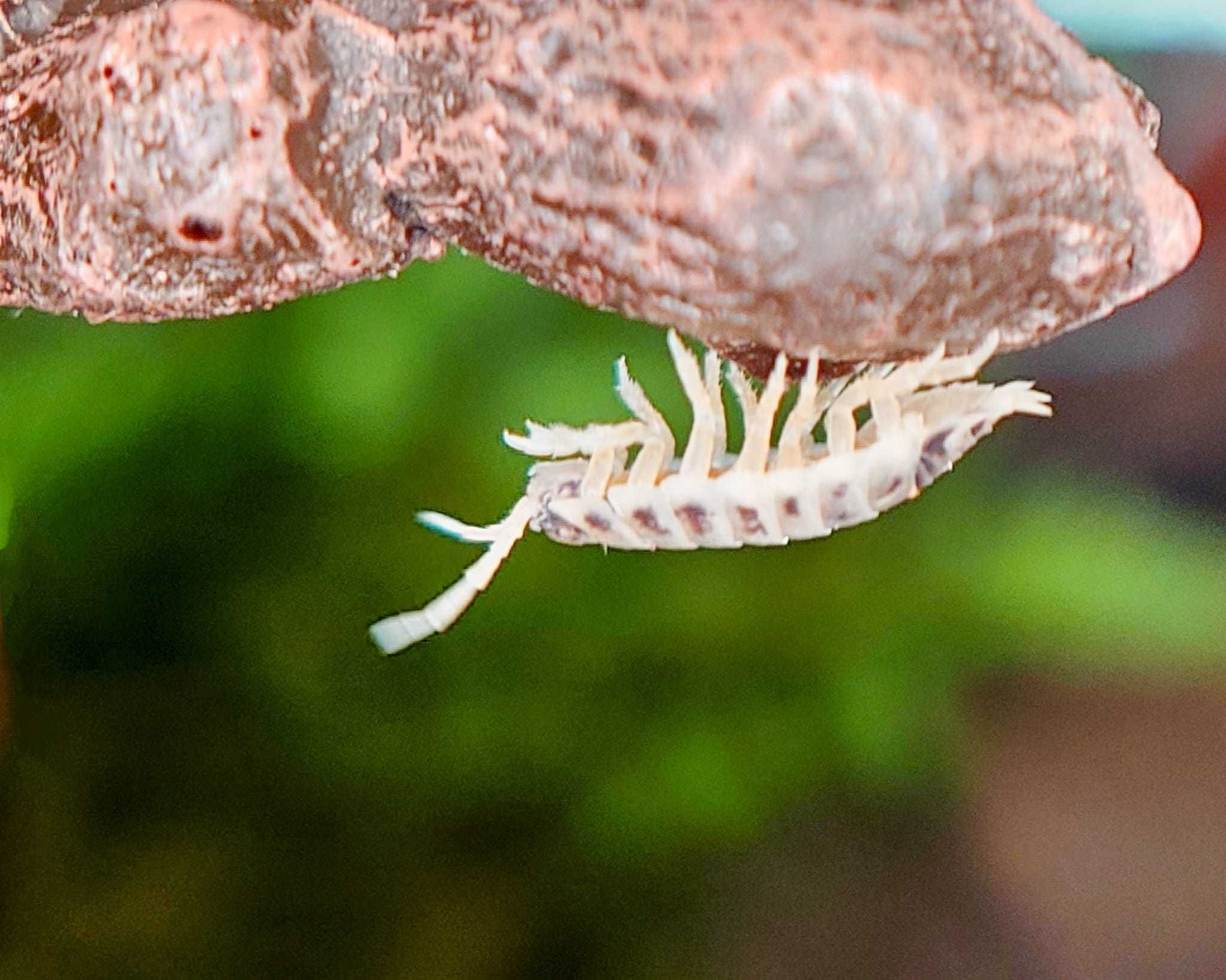50 sztuk Isopody Porcellio laevis "diary cow" tzw krówk