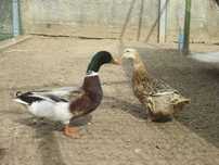 .. Patos Rouen ..