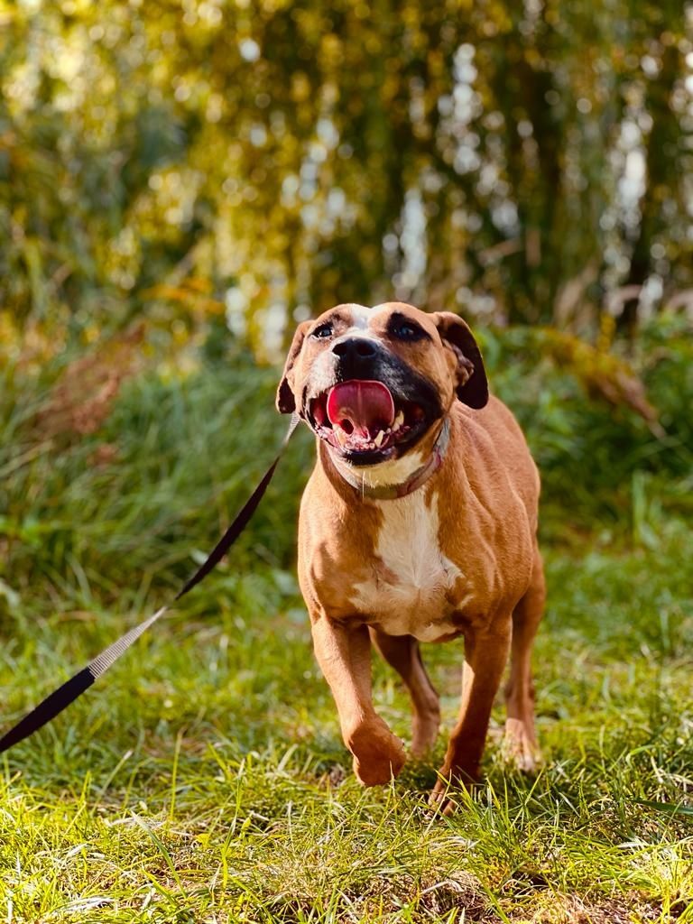 Roxi AMSTAFF szuka kochającego domu!