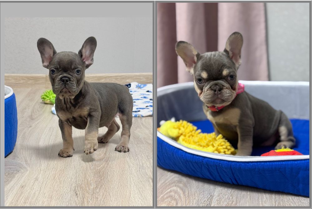 Блакитні цуценята французята