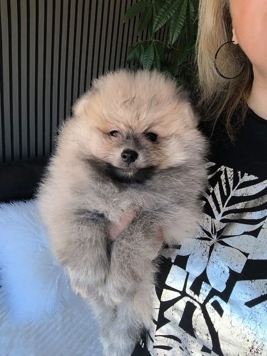 spitz alemão anão com LOP